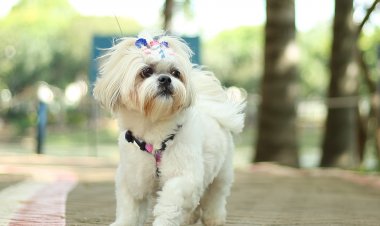 Fundo Social de Hortolândia abre inscrições para curso de Banho e Tosa